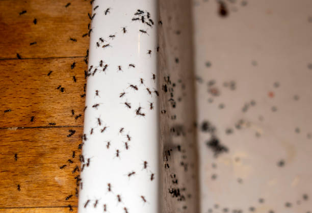 Best Commercial Pest Control Services  in Lacy Lakeview, TX