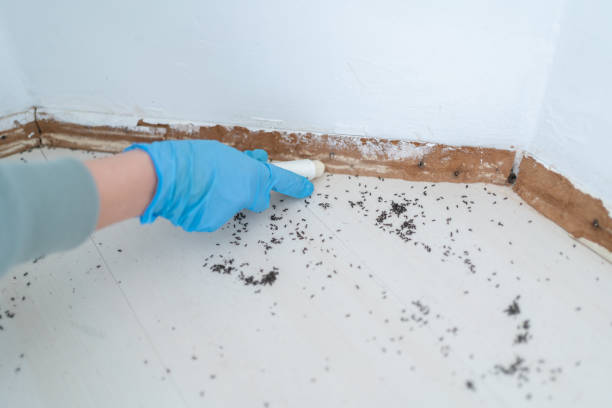 Best Pest Removal Services  in Lacy Lakeview, TX